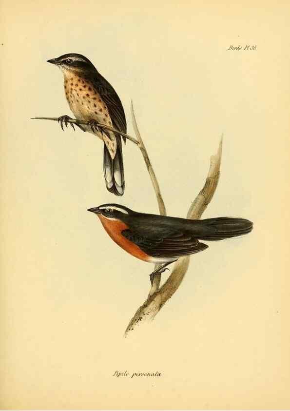 Reproducción/Reproduction 8429527255: The zoology of the voyage of H.M.S. Beagle .... London,Smith, Elder & Co.,1838-