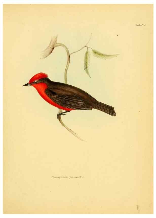 Reproducción/Reproduction 8430585122: The zoology of the voyage of H.M.S. Beagle .... London,Smith, Elder & Co.,1838-