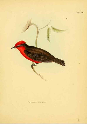 Reproducción/Reproduction 8430585122: The zoology of the voyage of H.M.S. Beagle .... London,Smith, Elder & Co.,1838-