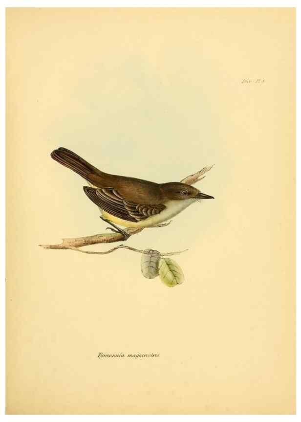 Reproducción/Reproduction 8429499001: The zoology of the voyage of H.M.S. Beagle .... London,Smith, Elder & Co.,1838-