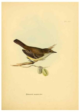 Reproducción/Reproduction 8429499001: The zoology of the voyage of H.M.S. Beagle .... London,Smith, Elder & Co.,1838-
