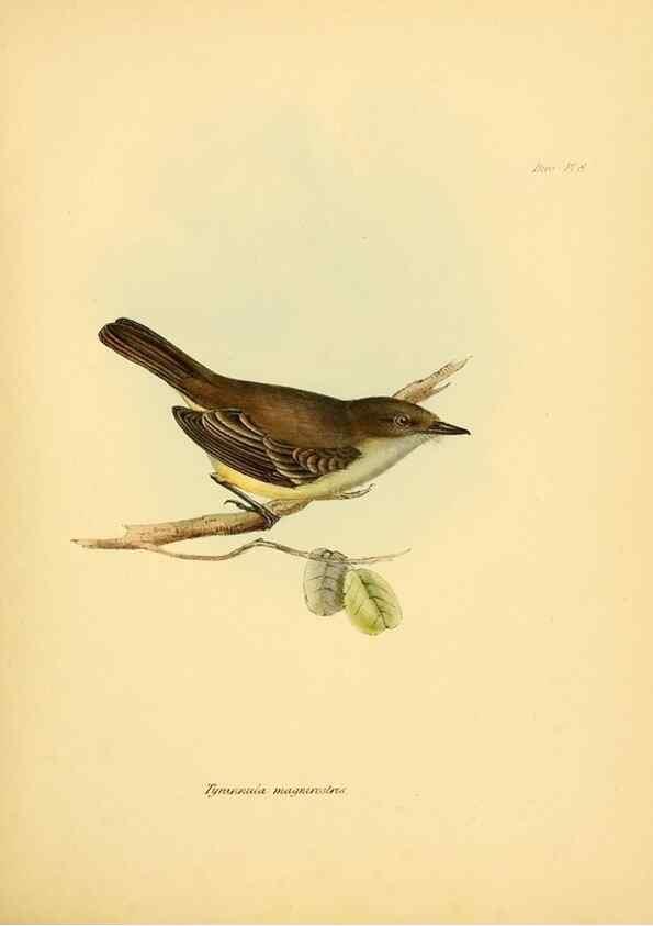 Reproducción/Reproduction 8429499001: The zoology of the voyage of H.M.S. Beagle .... London,Smith, Elder & Co.,1838-