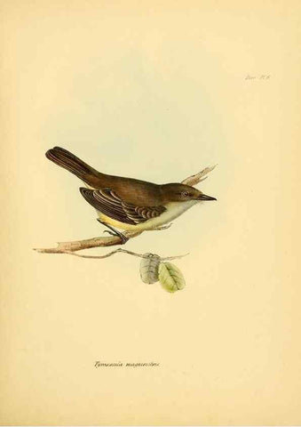 Reproducción/Reproduction 8429499001: The zoology of the voyage of H.M.S. Beagle .... London,Smith, Elder & Co.,1838-