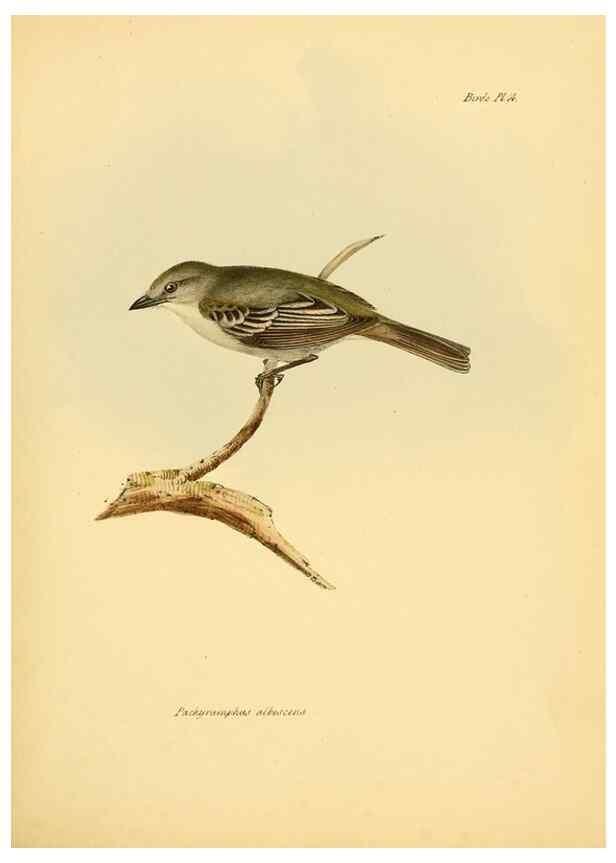 Reproducción/Reproduction 8430586354: The zoology of the voyage of H.M.S. Beagle .... London,Smith, Elder & Co.,1838-