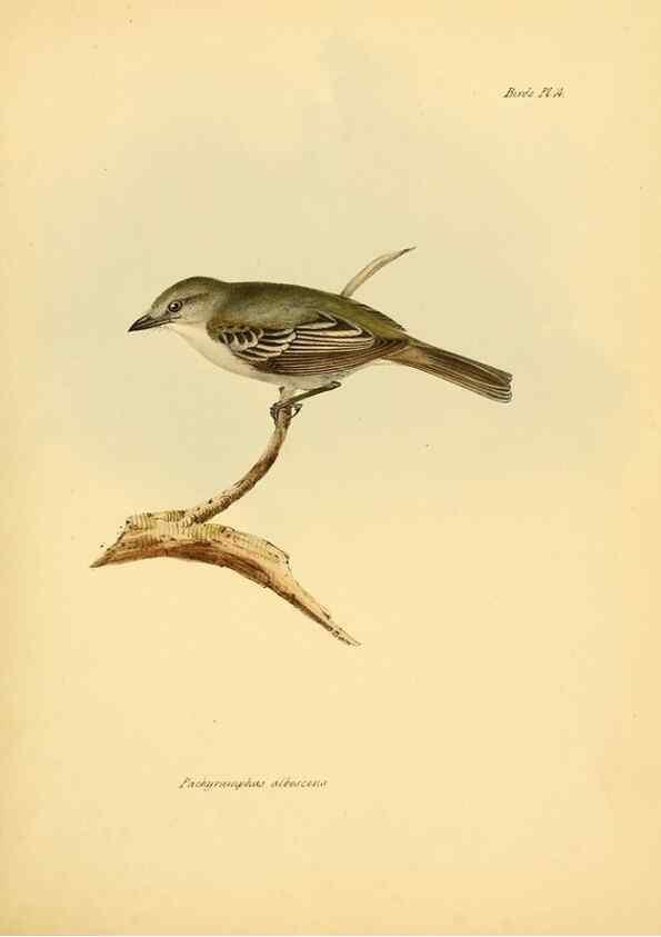 Reproducción/Reproduction 8430586354: The zoology of the voyage of H.M.S. Beagle .... London,Smith, Elder & Co.,1838-