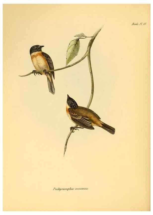 Reproducción/Reproduction 8429499801: The zoology of the voyage of H.M.S. Beagle .... London,Smith, Elder & Co.,1838-