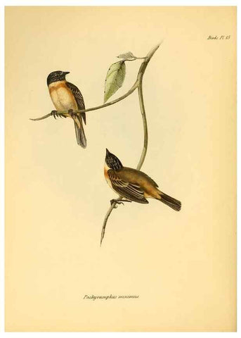 Reproducción/Reproduction 8429499801: The zoology of the voyage of H.M.S. Beagle .... London,Smith, Elder & Co.,1838-