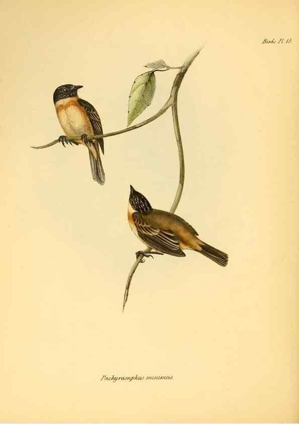 Reproducción/Reproduction 8429499801: The zoology of the voyage of H.M.S. Beagle .... London,Smith, Elder & Co.,1838-