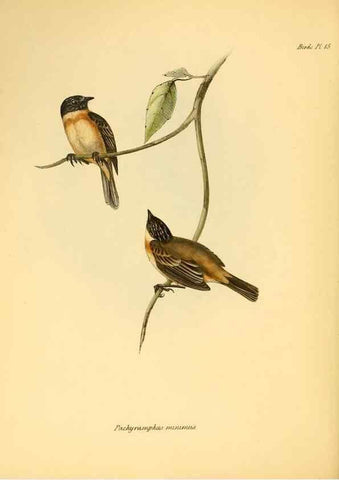 Reproducción/Reproduction 8429499801: The zoology of the voyage of H.M.S. Beagle .... London,Smith, Elder & Co.,1838-