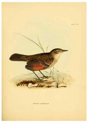 Reproducción/Reproduction 8429500249: The zoology of the voyage of H.M.S. Beagle .... London,Smith, Elder & Co.,1838-