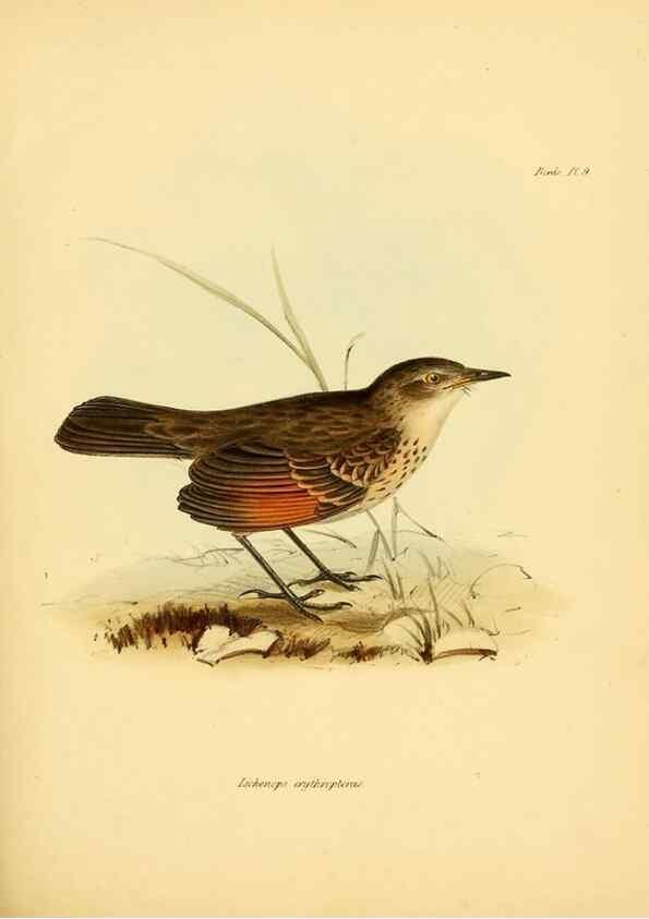 Reproducción/Reproduction 8429500249: The zoology of the voyage of H.M.S. Beagle .... London,Smith, Elder & Co.,1838-