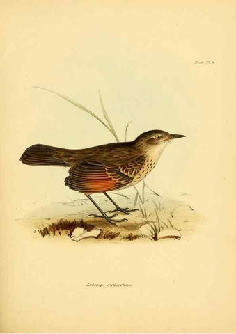 Reproducción/Reproduction 8429500249: The zoology of the voyage of H.M.S. Beagle .... London,Smith, Elder & Co.,1838-