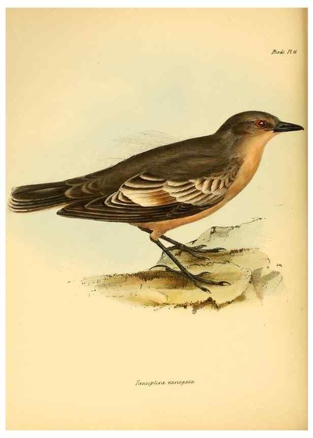 Reproducción/Reproduction 8430587948: The zoology of the voyage of H.M.S. Beagle .... London,Smith, Elder & Co.,1838-