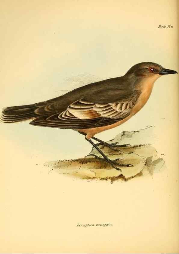 Reproducción/Reproduction 8430587948: The zoology of the voyage of H.M.S. Beagle .... London,Smith, Elder & Co.,1838-