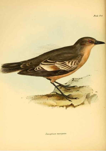 Reproducción/Reproduction 8430587948: The zoology of the voyage of H.M.S. Beagle .... London,Smith, Elder & Co.,1838-