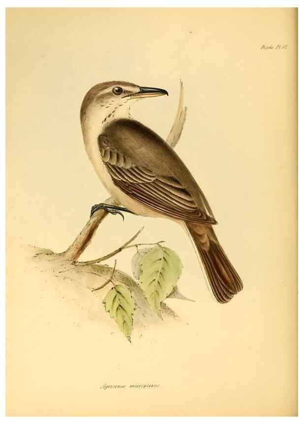 Reproducción/Reproduction 8430588312: The zoology of the voyage of H.M.S. Beagle .... London,Smith, Elder & Co.,1838-