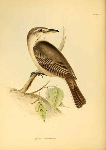 Reproducción/Reproduction 8430588312: The zoology of the voyage of H.M.S. Beagle .... London,Smith, Elder & Co.,1838-