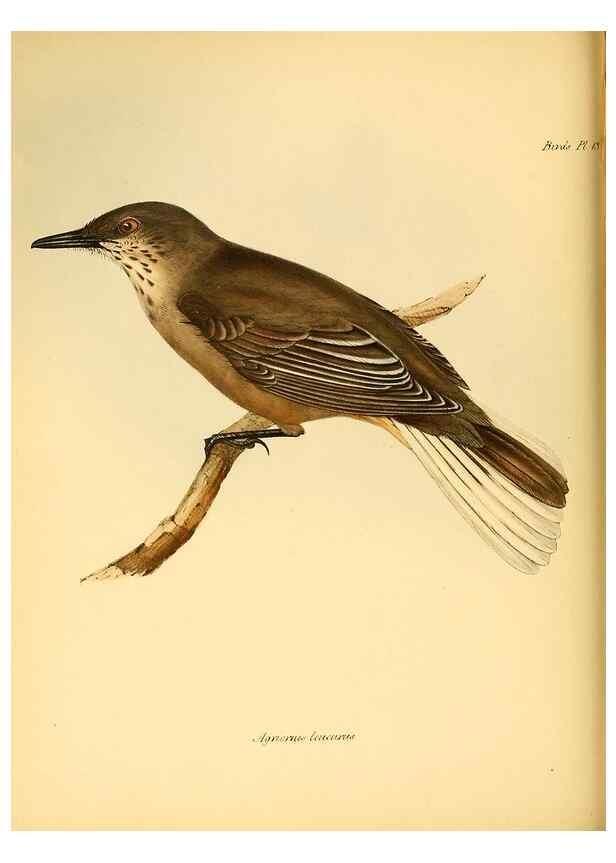 Reproducción/Reproduction 8429501749: The zoology of the voyage of H.M.S. Beagle .... London,Smith, Elder & Co.,1838-
