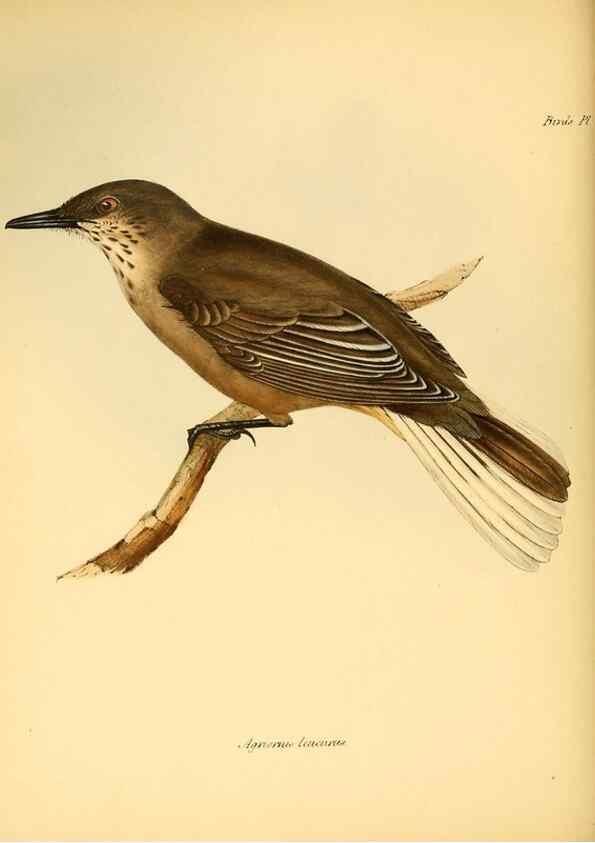 Reproducción/Reproduction 8429501749: The zoology of the voyage of H.M.S. Beagle .... London,Smith, Elder & Co.,1838-