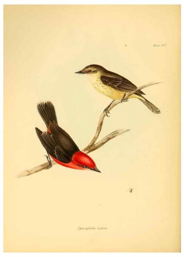 Reproducción/Reproduction 8430585494: The zoology of the voyage of H.M.S. Beagle .... London,Smith, Elder & Co.,1838-