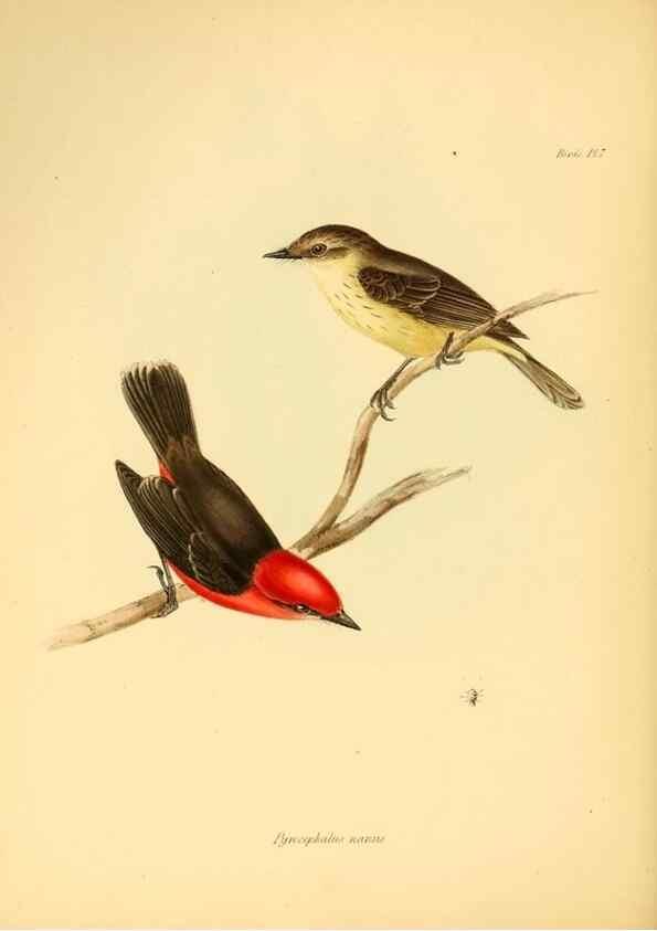 Reproducción/Reproduction 8430585494: The zoology of the voyage of H.M.S. Beagle .... London,Smith, Elder & Co.,1838-