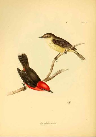 Reproducción/Reproduction 8430585494: The zoology of the voyage of H.M.S. Beagle .... London,Smith, Elder & Co.,1838-