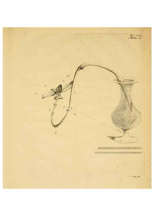 Reproducción/Reproduction 8432900284: Recherches sur l'usage des feuilles dans les plantes :. Göttingen ;E. Luzac, fils,1754.