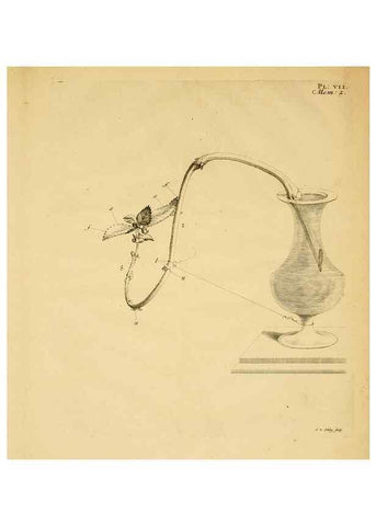 Reproducción/Reproduction 8432900284: Recherches sur l'usage des feuilles dans les plantes :. Göttingen ;E. Luzac, fils,1754.