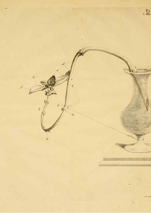 Reproducción/Reproduction 8432900284: Recherches sur l'usage des feuilles dans les plantes :. Göttingen ;E. Luzac, fils,1754.