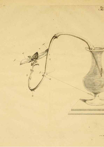 Reproducción/Reproduction 8432900284: Recherches sur l'usage des feuilles dans les plantes :. Göttingen ;E. Luzac, fils,1754.