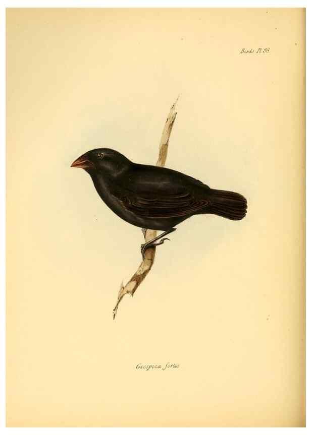 Reproducción/Reproduction 8429528265: The zoology of the voyage of H.M.S. Beagle .... London,Smith, Elder & Co.,1838-