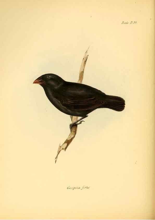 Reproducción/Reproduction 8429528265: The zoology of the voyage of H.M.S. Beagle .... London,Smith, Elder & Co.,1838-