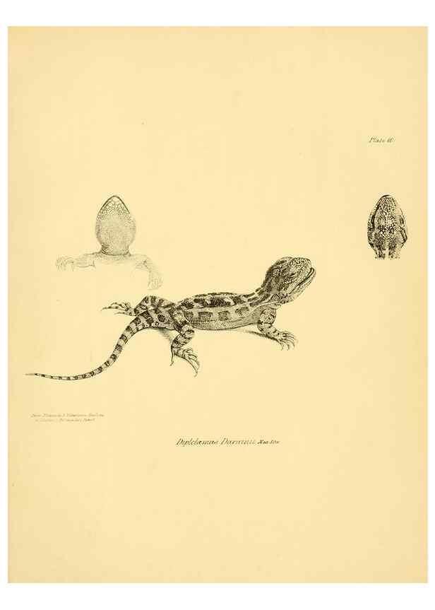 Reproducción/Reproduction 8431746883: The zoology of the voyage of H.M.S. Beagle .... London,Smith, Elder & Co.,1838-