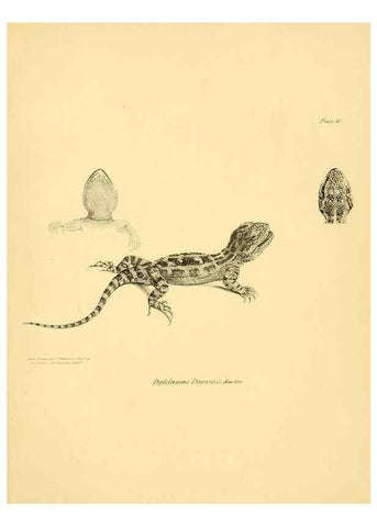 Reproducción/Reproduction 8431746883: The zoology of the voyage of H.M.S. Beagle .... London,Smith, Elder & Co.,1838-