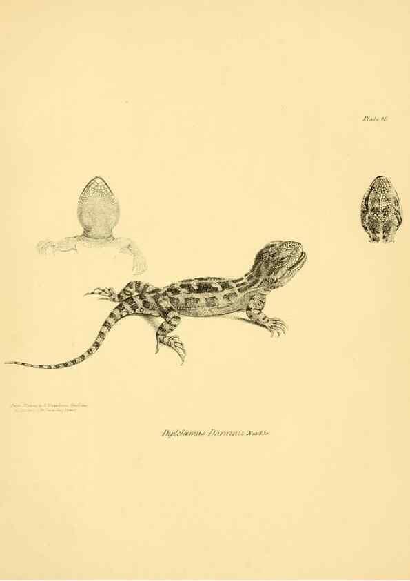 Reproducción/Reproduction 8431746883: The zoology of the voyage of H.M.S. Beagle .... London,Smith, Elder & Co.,1838-