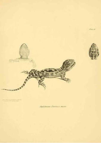 Reproducción/Reproduction 8431746883: The zoology of the voyage of H.M.S. Beagle .... London,Smith, Elder & Co.,1838-