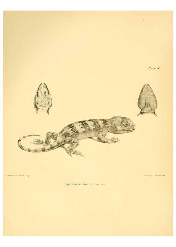 Reproducción/Reproduction 8431747129: The zoology of the voyage of H.M.S. Beagle .... London,Smith, Elder & Co.,1838-