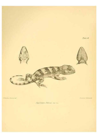 Reproducción/Reproduction 8431747129: The zoology of the voyage of H.M.S. Beagle .... London,Smith, Elder & Co.,1838-