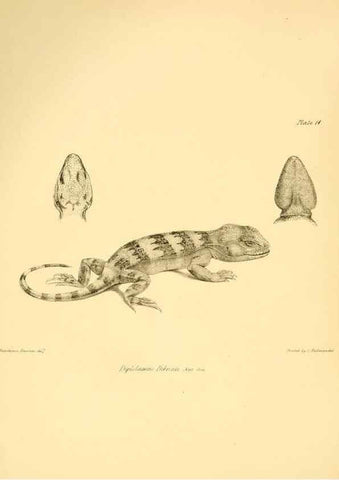 Reproducción/Reproduction 8431747129: The zoology of the voyage of H.M.S. Beagle .... London,Smith, Elder & Co.,1838-