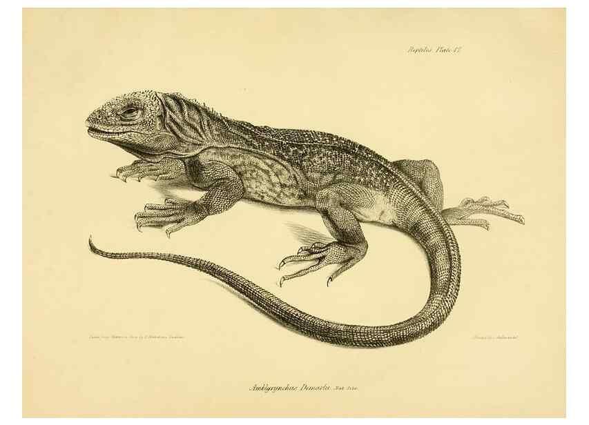 Reproducción/Reproduction 8431747383: The zoology of the voyage of H.M.S. Beagle .... London,Smith, Elder & Co.,1838-