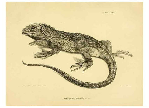 Reproducción/Reproduction 8431747383: The zoology of the voyage of H.M.S. Beagle .... London,Smith, Elder & Co.,1838-