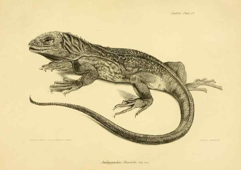 Reproducción/Reproduction 8431747383: The zoology of the voyage of H.M.S. Beagle .... London,Smith, Elder & Co.,1838-