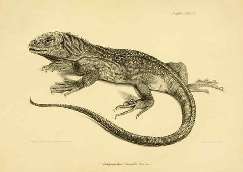 Reproducción/Reproduction 8431747383: The zoology of the voyage of H.M.S. Beagle .... London,Smith, Elder & Co.,1838-