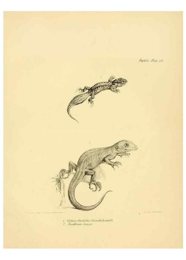 Reproducción/Reproduction 8432832692: The zoology of the voyage of H.M.S. Beagle .... London,Smith, Elder & Co.,1838-