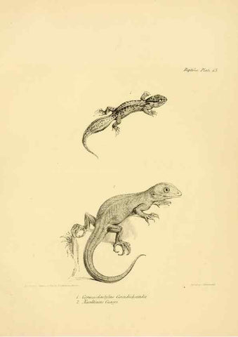 Reproducción/Reproduction 8432832692: The zoology of the voyage of H.M.S. Beagle .... London,Smith, Elder & Co.,1838-