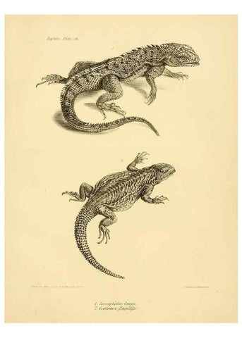 Reproducción/Reproduction 8432832918: The zoology of the voyage of H.M.S. Beagle .... London,Smith, Elder & Co.,1838-