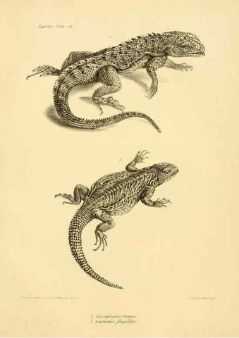Reproducción/Reproduction 8432832918: The zoology of the voyage of H.M.S. Beagle .... London,Smith, Elder & Co.,1838-