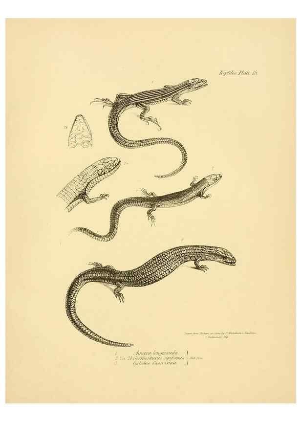 Reproducción/Reproduction 8431748243: The zoology of the voyage of H.M.S. Beagle .... London,Smith, Elder & Co.,1838-