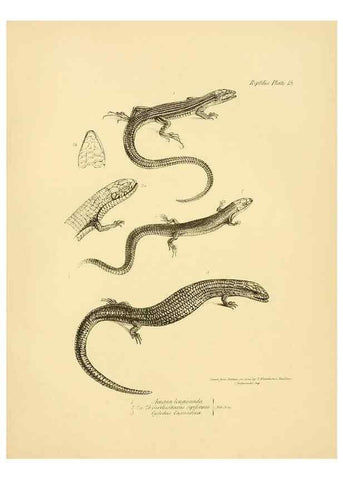 Reproducción/Reproduction 8431748243: The zoology of the voyage of H.M.S. Beagle .... London,Smith, Elder & Co.,1838-