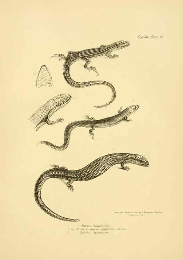 Reproducción/Reproduction 8431748243: The zoology of the voyage of H.M.S. Beagle .... London,Smith, Elder & Co.,1838-